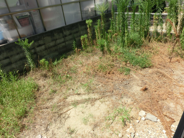 庭 写真10